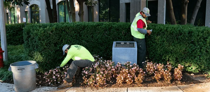 Professional pruning